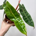 Philodendron Billietiae 12cm pot