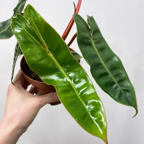 scindapsus pictus argyraeus satin pothos 12cm pot