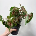 scindapsus pictus argyraeus satin pothos 12cm pot