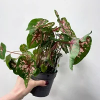 scindapsus pictus argyraeus satin pothos 12cm pot