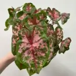 Caladium Pink Mix 13cm