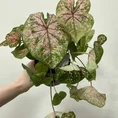 scindapsus pictus argyraeus satin pothos 12cm pot