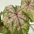 scindapsus pictus argyraeus satin pothos 12cm pot
