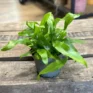 kangaroo fern microsorum diversifolium 6cm pot