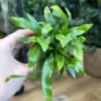 kangaroo fern microsorum diversifolium 6cm pot