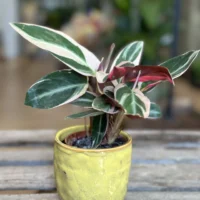 yellow glazed pot
