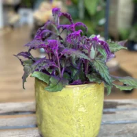 yellow glazed pot