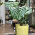 yellow glazed pot