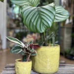 Yellow Glazed Rustic Planter