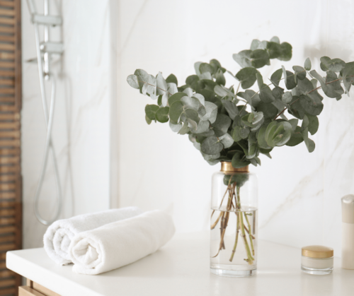 fresh eucalyptus bouquet for home spa and vases