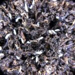 Springtails Collembola For Bio-Active Terrarium Vivarium