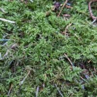 live feather moss