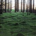 live feather moss