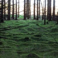 live feather moss