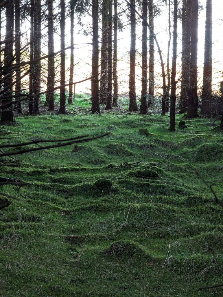 live feather moss