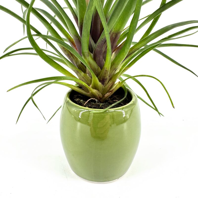 bromeliad-green-pot-white-background bromeliad-green-pot-white-background