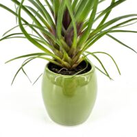bromeliad-green-pot-white-background
