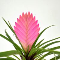 Tillandsia Cyanea Anita 6cm Green Glazed Pot