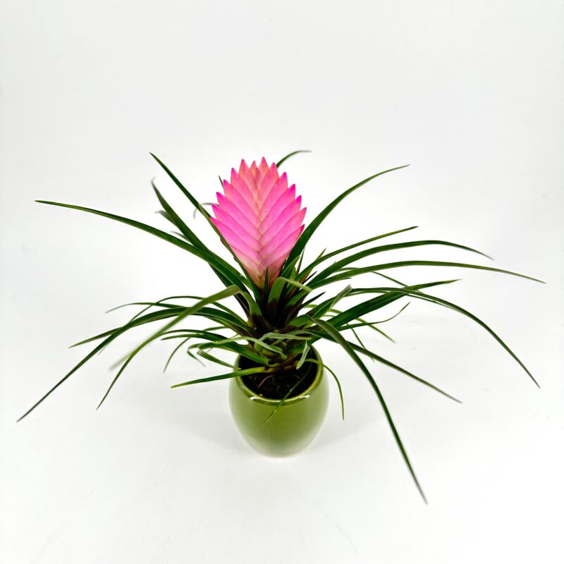 Tillandsia Cyanea Anita 6cm Green Glazed Pot Tillandsia Cyanea Anita 6cm Green Glazed Pot