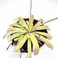 Elegant carnivorous with fuzzy yellowish-green leaves and a striking purple flower in a terracotta pot.