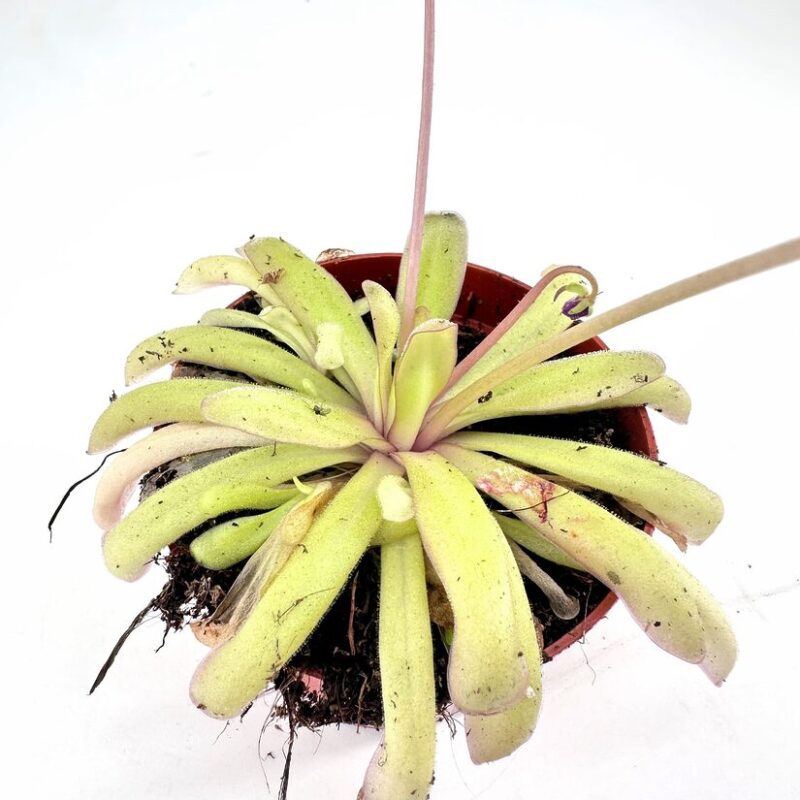 Vibrant carnivorous with Striking Purple Flower Elegant carnivorous with fuzzy yellowish-green leaves and a striking purple flower in a terracotta pot.