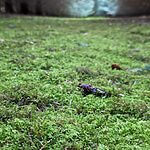 Pandora 15m2 Feather Moss