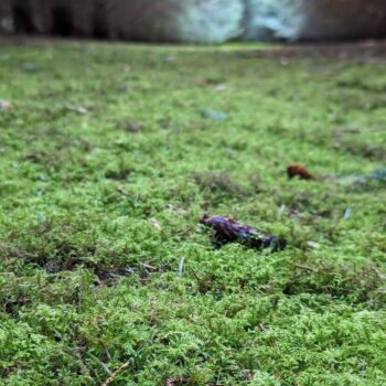 live feather moss