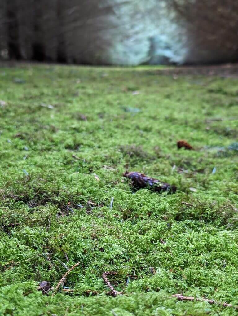 live feather moss