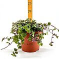 Vibrant green plant in a charming terracotta pot with growth ruler against a white background.