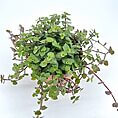 Lush trailing plant with heart-shaped leaves in terracotta pot adds vibrant greenery to interiors.