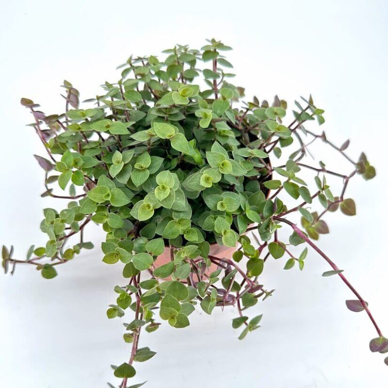 Vibrant Heart-Shaped Leaf Plant in Terracotta Pot Lush trailing plant with heart-shaped leaves in terracotta pot adds vibrant greenery to interiors.