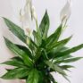 spathiphyllum silver cupido peace lily 17cm pot