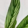 spathiphyllum silver cupido peace lily 17cm pot