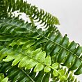 spathiphyllum silver cupido peace lily 17cm pot
