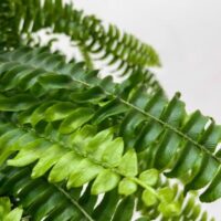 spathiphyllum silver cupido peace lily 17cm pot