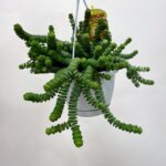 Crassula Hottentot Succulent 14cm pot