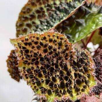 Begonia Ferox Fierce Plant 12cm pot PREORDER Houseplants begonia 2