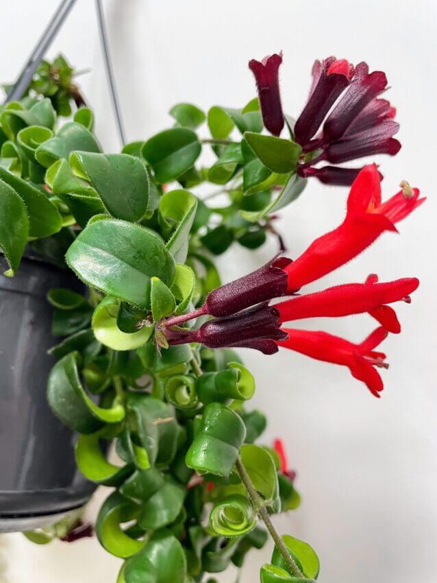 Aeschynanthus Care Guide (lipstick plant)