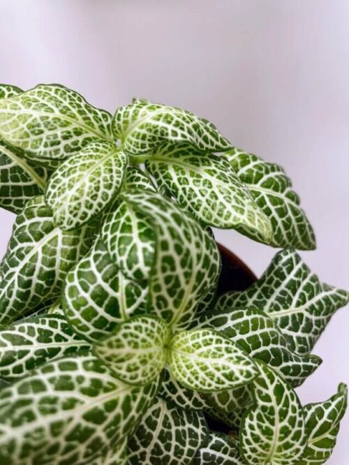 fittonia mosaic white 8cm pot (copy)