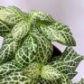 fittonia mosaic white 8cm pot (copy)