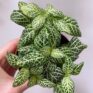 fittonia mosaic white 8cm pot (copy)