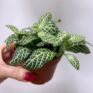 fittonia mosaic white 8cm pot (copy)