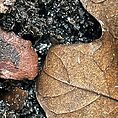 springtails collembola for bio active terrarium