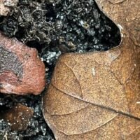 springtails collembola for bio active terrarium