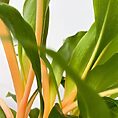 chlorophytum fire flash orange spider plant 12cm pot