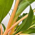 chlorophytum fire flash orange spider plant 12cm pot