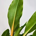 chlorophytum fire flash orange spider plant 12cm pot