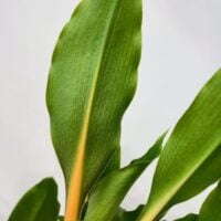 chlorophytum fire flash orange spider plant 12cm pot