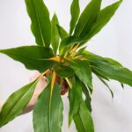 Chlorophytum Fire Flash Orange Spider Plant 12cm pot