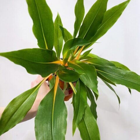 chlorophytum fire flash orange spider plant 12cm pot